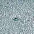 WZ0062.jpg