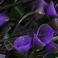 SP0336.jpg