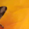 SP1788.jpg