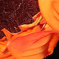 SP2886.jpg